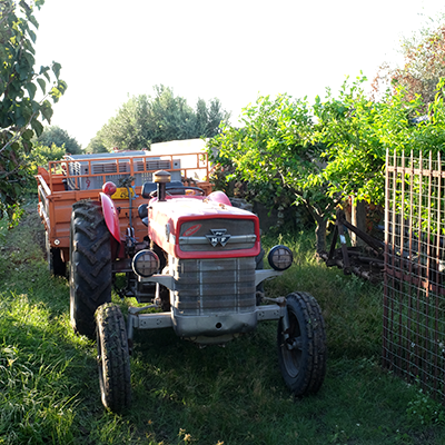 Traktor mit frischen Oliven